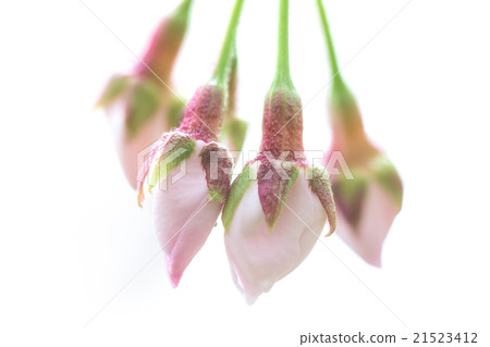 Japanese cherry 21523412