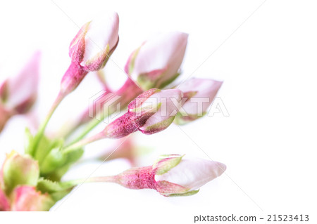 Japanese cherry Japanese cherry 21523413