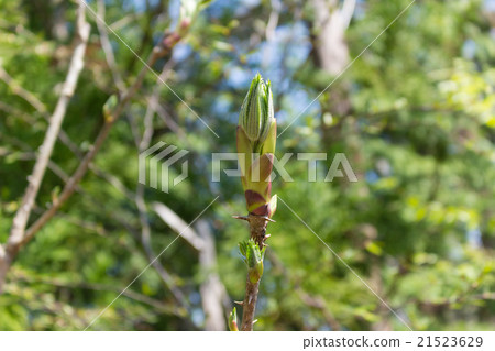 Sprout bud 21523629