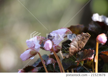 Flowering of Iwachiwa 21523678