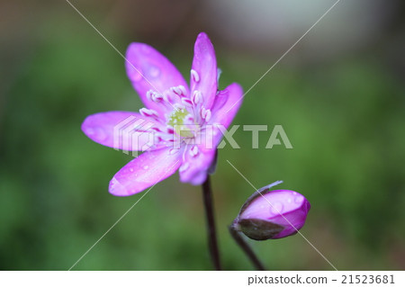 Snowfall Snowfall 21523681