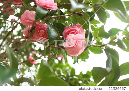 Tsubaki Otome Camellia 5 Tsubaki Otome Camellia 5 21526667