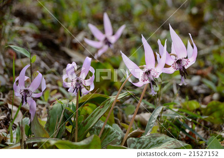 Flowers in full bloom and chestnut flowers Flowers in full bloom and chestnut flowers 21527152