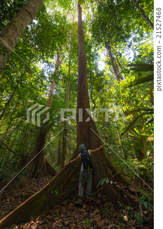 Majestic Borneo rainforest from below Majestic Borneo rainforest from below 21527468