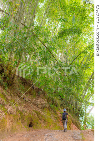 Exploring lush green bamboo forest 21527475