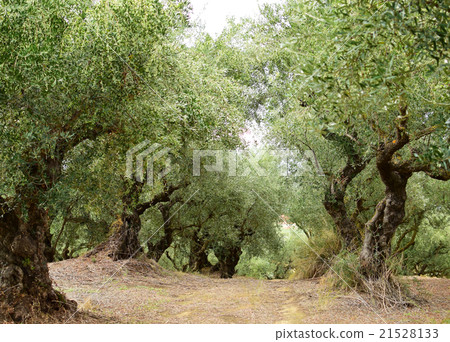 Old olive trees in Zakynthos island, Greece 21528133