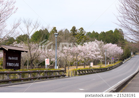 Gifu prefecture Higashiyama Forest Park Shimokita Sakura Forest Gifu prefecture Higashiyama Forest Park Shimokita Sakura Forest 21528191