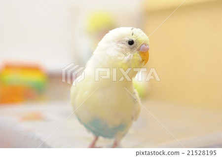 Sekisei長尾小鸚鵡10個月大 21528195