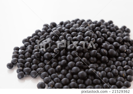 黑豆白背 21529362