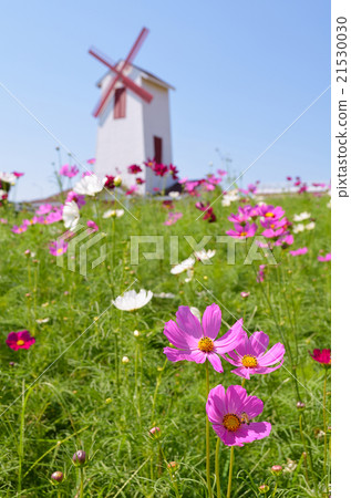 Daisy flower with wind wheel background 21530030
