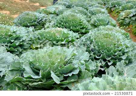 Plant of green cabbage Plant of green cabbage 21530871