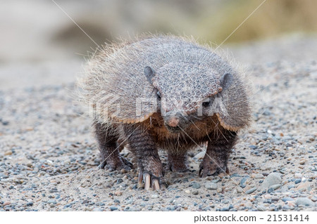 patagonia armadillo close up portrait 21531414