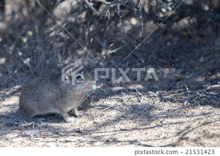 Patagonia cuis close up portrait Patagonia cuis close up portrait 21531423