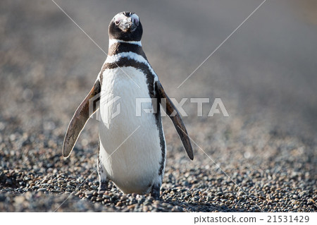 Patagonia penguin close up portrait Patagonia penguin close up portrait 21531429