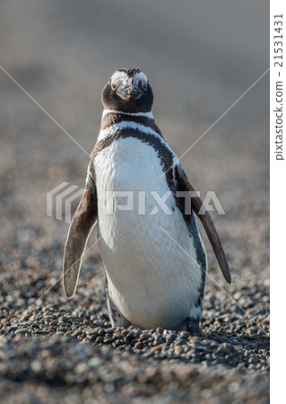 Patagonia penguin close up portrait 21531431