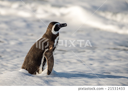 Patagonia penguin close up portrait Patagonia penguin close up portrait 21531433
