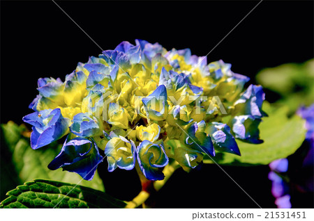 Flower close up Flower close up 21531451