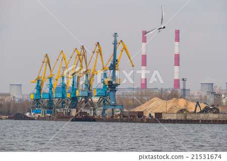Cranes on the river and seagull Cranes on the river and seagull 21531674