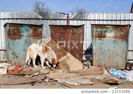 Stray dog Stray dog 21531699