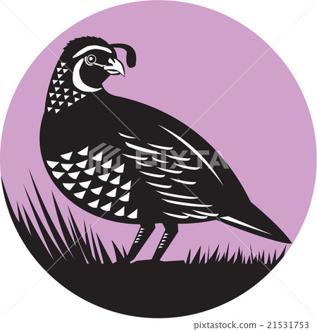 California Valley Quail Bird Circle Retro 21531753
