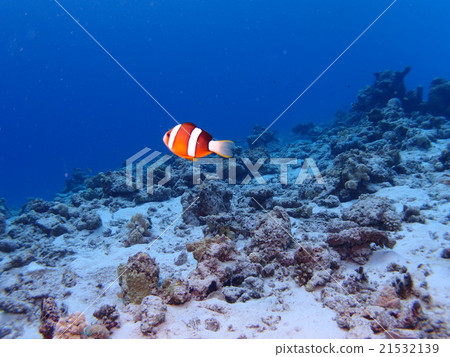 An anemone fish that swims swiftly in the sea of Zamami Islands in Okinawa 21532139