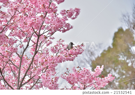 Sakura (sunlight) and brown eyedryhead 21532541