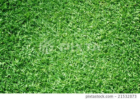 Golf Courses green lawn Golf Courses green lawn 21532873