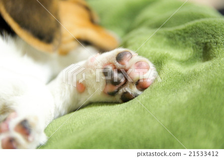 狗肉球比格犬小狗出生後兩個月 21533412