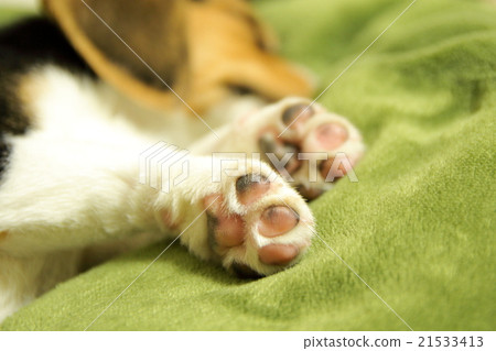 Puppy of both legs of dog Beagle puppy Two months of age 21533413