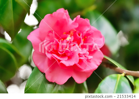 Camellia 21533414