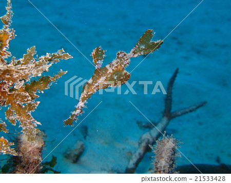 Razorfish mimicing seaweed 21533428
