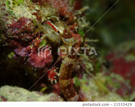 Up of Obayoshi Yuji 21533429