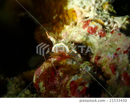 Toumon gullfish 21533430