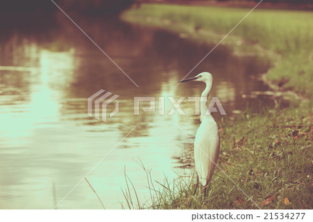 Animals in Wildlife - White Egrets. Animals in Wildlife - White Egrets. 21534277