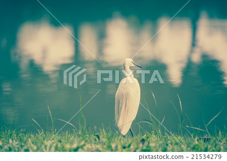 Animals in Wildlife - White Egrets. Animals in Wildlife - White Egrets. 21534279