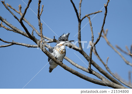 冠魚狗 冠魚狗 21534800