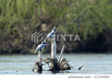 冠魚狗 冠魚狗 21534808