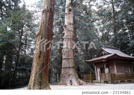 Oosugi of Takachiho Shrine Oosugi of Takachiho Shrine 21534861