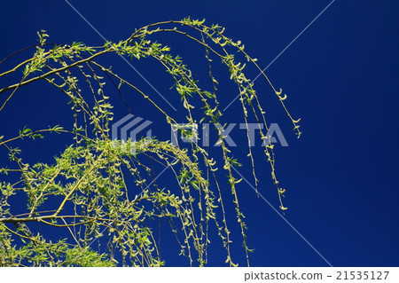 Yanagi branch 21535127