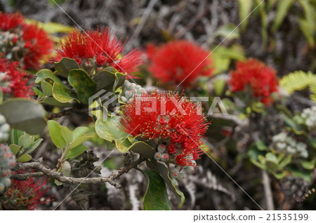 Plants of Hawaii 21535199