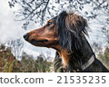 the alerted dog protects the possession 21535235
