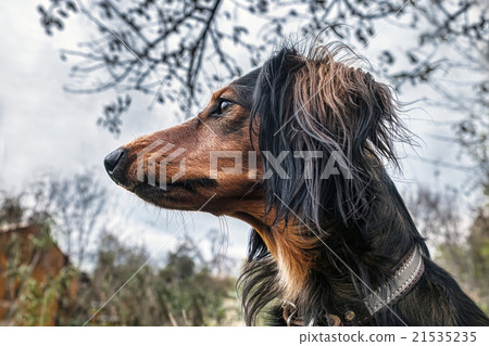 the alerted dog protects the possession 21535235