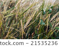 wheat ripening in the field 21535236