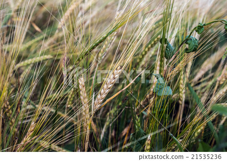 wheat ripening in the field 21535236
