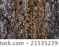 drops of amber pitch flow down on pine bark 21535239