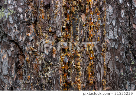drops of amber pitch flow down on pine bark 21535239