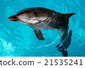 dolphin in blue water 21535241