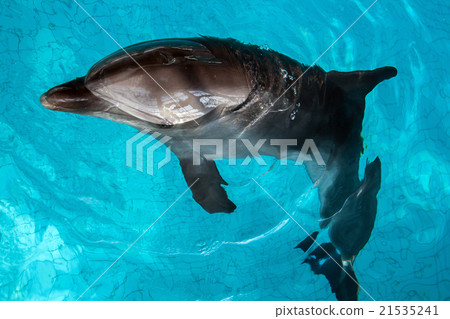 dolphin in blue water 21535241