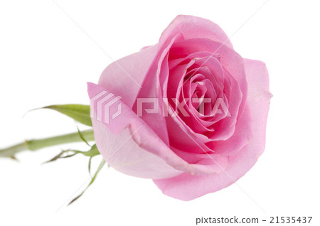 pink rose isolated 21535437
