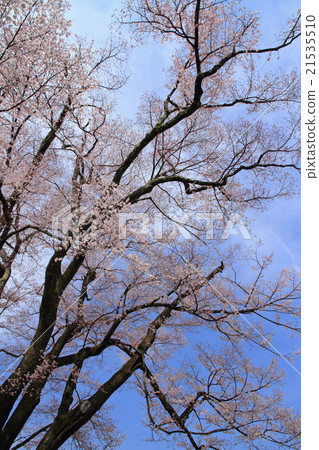 Ogrei櫻花公主Edohigan 21535510